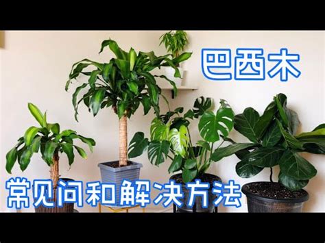 巴西鐵樹種植方法